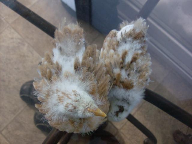 11721_chickens_feb_2011_034.jpg