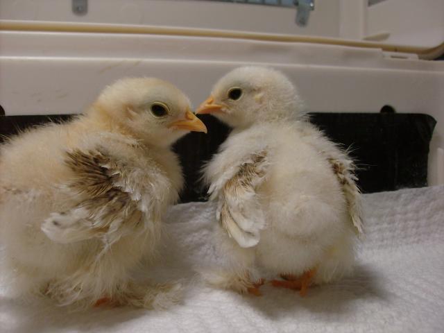 11721_chickens_january_029.jpg