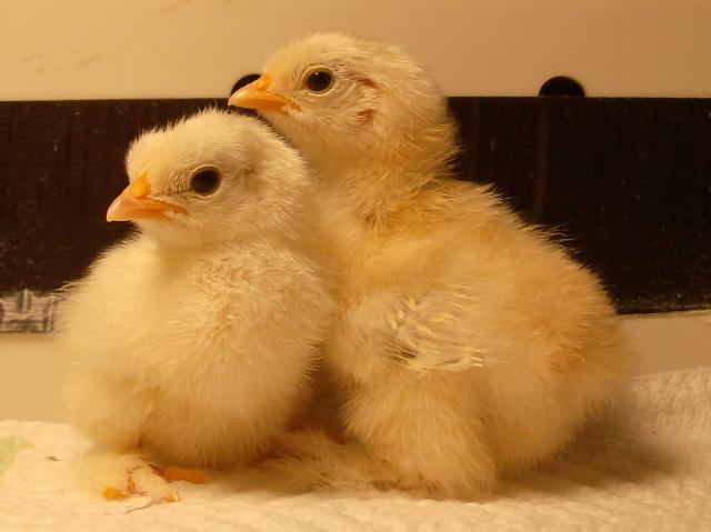 11721_chickens_january_2011_018.jpg
