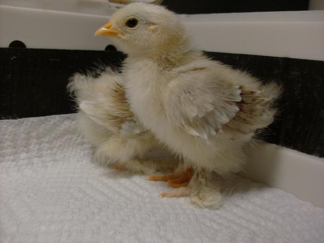 11721_chickens_january_2011_026.jpg