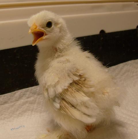 11721_chickens_january_2011_034.jpg