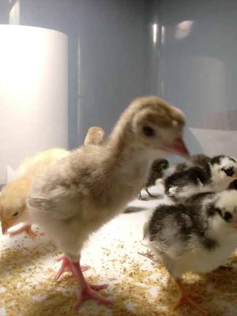 11721_chicks_003.jpg