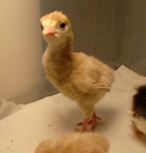 11721_chicks_028.jpg