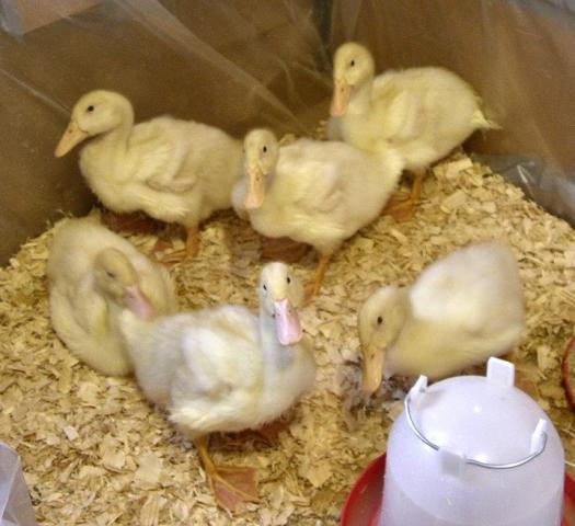 11744_flubber_duckies1.jpg