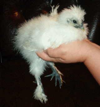 11744_happy_chubs_7_weeks.gif