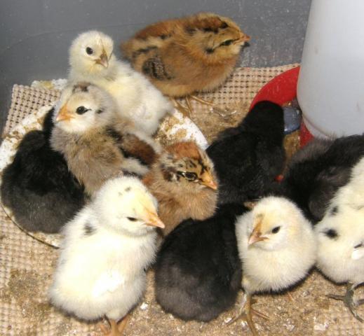 11744_more_new_chicks.jpg