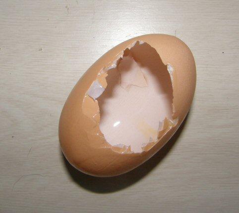 11744_open_egg.jpg