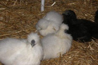 11744_silkies.jpg