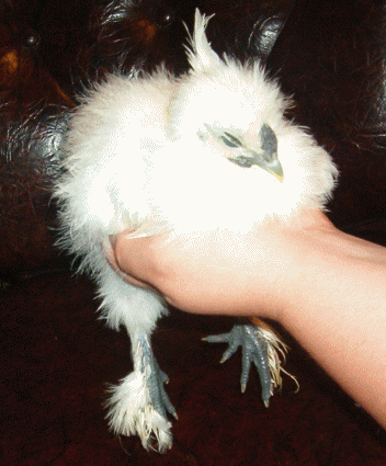 11744_sleepy_chubs_7_weeks.gif