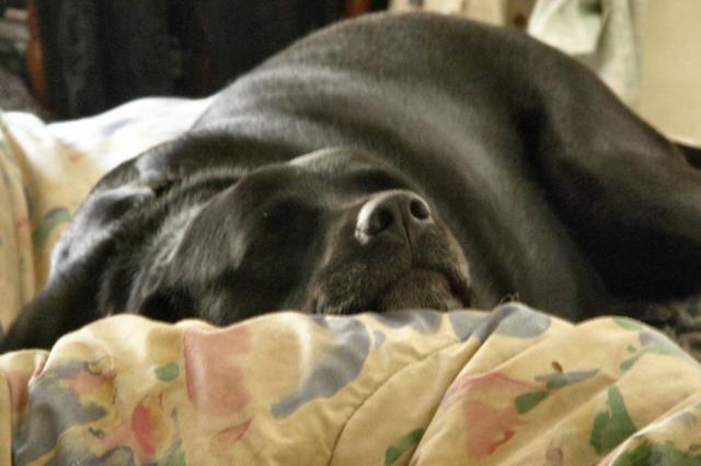 11744_zoey1.jpg