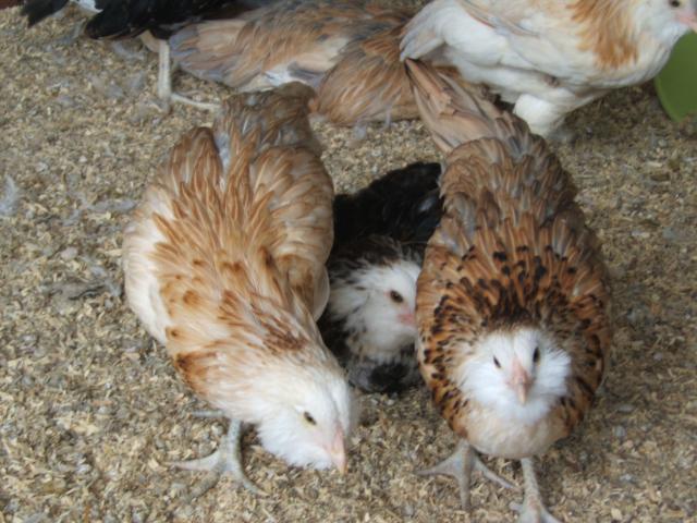 11751_amer_pullets_and_dark_roo.jpg