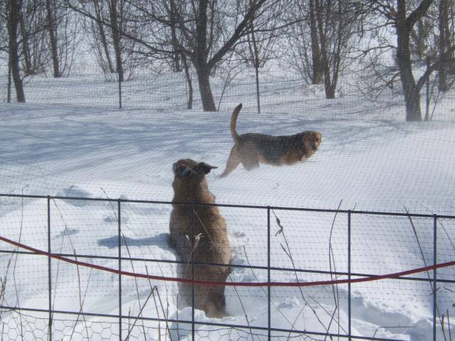 11751_blizzard_feb_2011_009.jpg