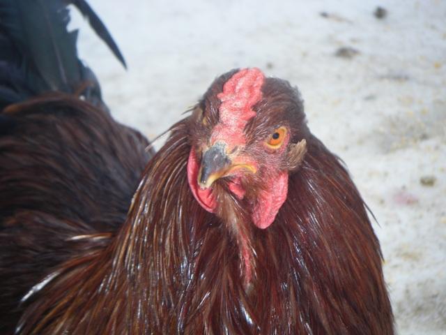 11751_buckeye_rooster_comb.jpg