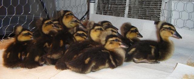 11751_duckies_3-5.jpg