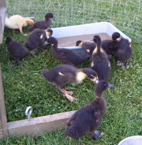 11751_hookbill_ducklings_group.jpg