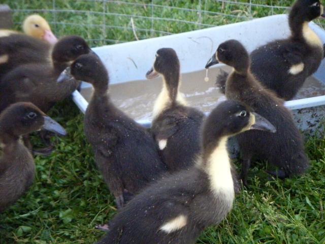 11751_hookbill_ducklings_group_drip.jpg