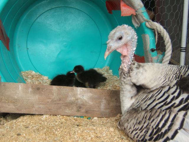 11751_turkey_with_ducklings_2.jpg