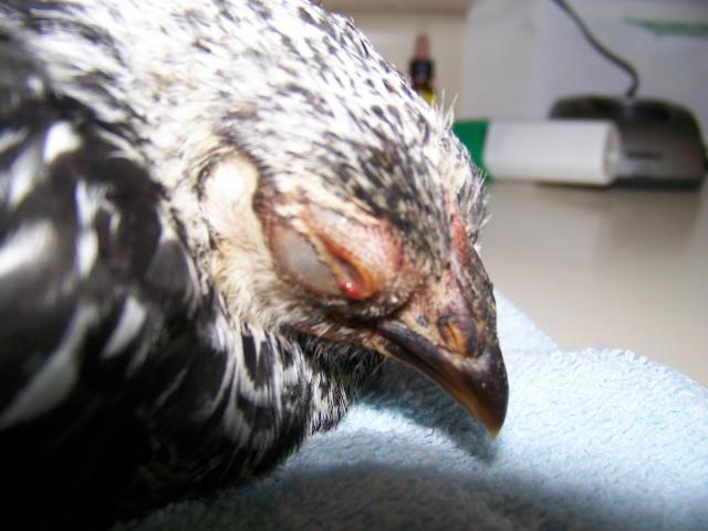 11765_chick_002.jpg
