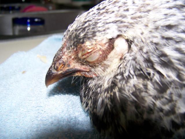 11765_chick_003.jpg