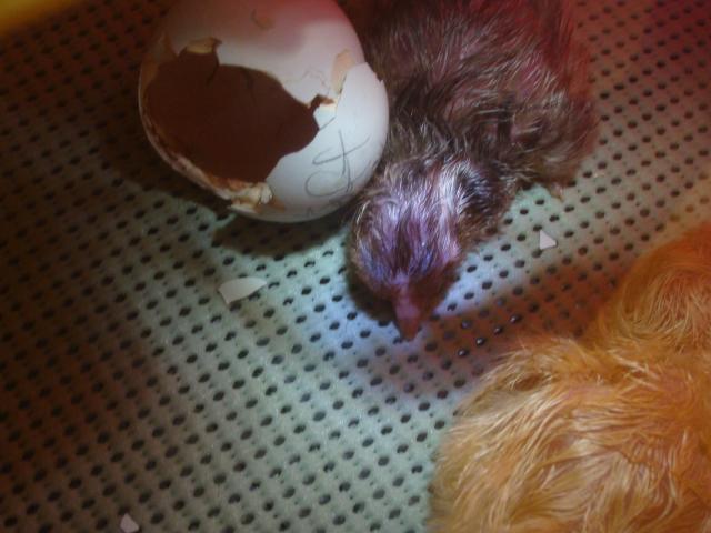 11767_buff_ameraucana.jpg