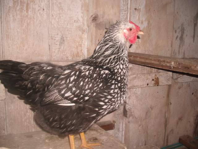 11770_snowchickens_060.jpg