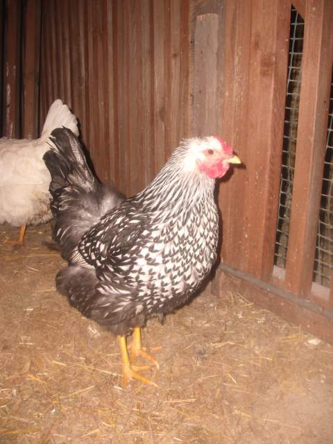 11770_snowchickens_063.jpg