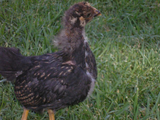 11809_chickens_041.jpg