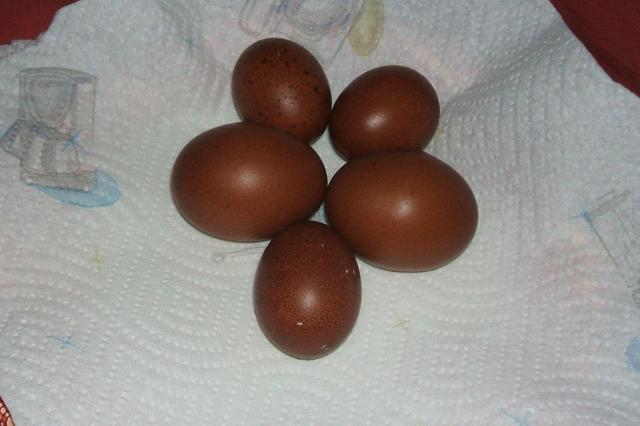 11818_2nd_and_3rd_gen_eggs_009.jpg