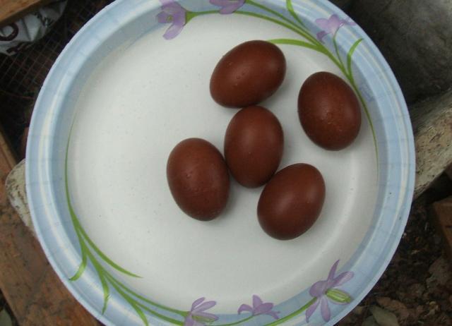 11818_3rd_gen_eggs_november_2010_002.jpg
