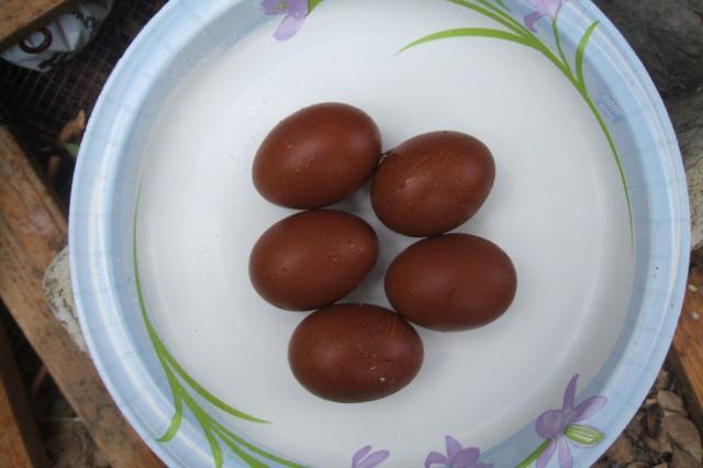 11818_3rd_gen_eggs_november_2010_004.jpg