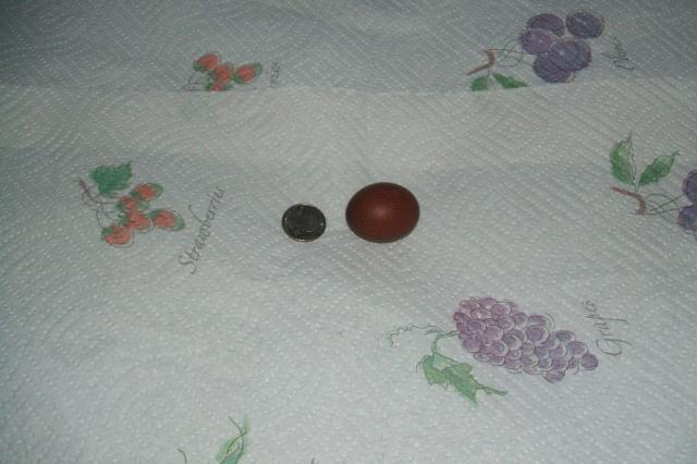 11818_3rd_gen_pullet_eggs_026.jpg
