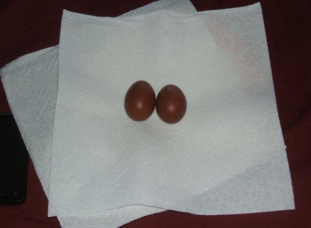 11818_dave_jr_pullet_eggs_002.jpg