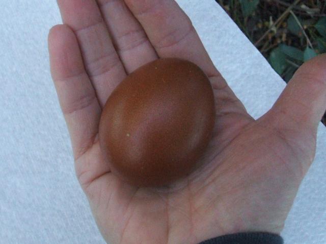 11818_firsteggs2ndgen_011closeup.jpg