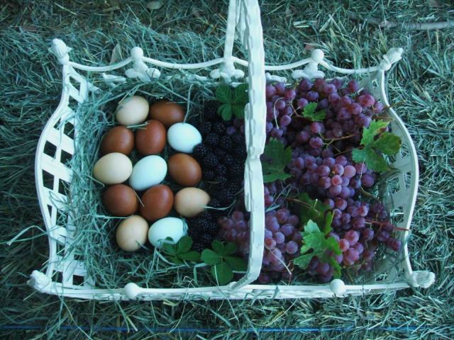 11818_labor_day_harvest_016.jpg