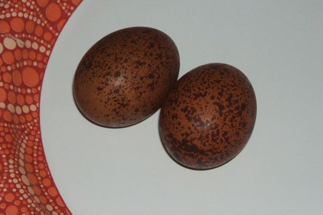 11818_leopard_eggs.jpg