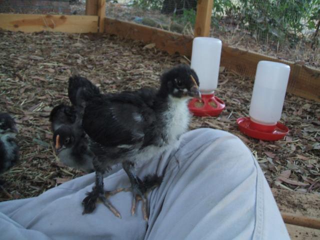 11818_marans_3_weeks_022.jpg