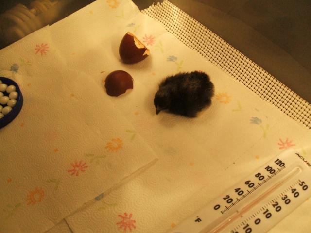 11818_march_hatch_2010_005.jpg