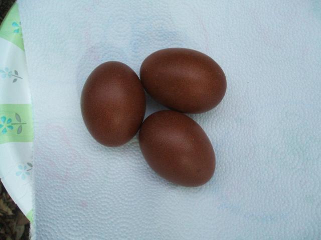 11818_pretzelwee_eggs_may_31_2010_004.jpg