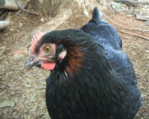 11818_pullet.jpg