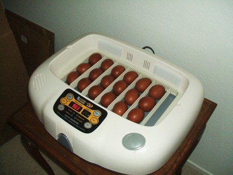 11818_rcomhatch1009.jpg