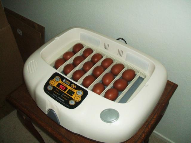 11818_rcomhatch1_009.jpg