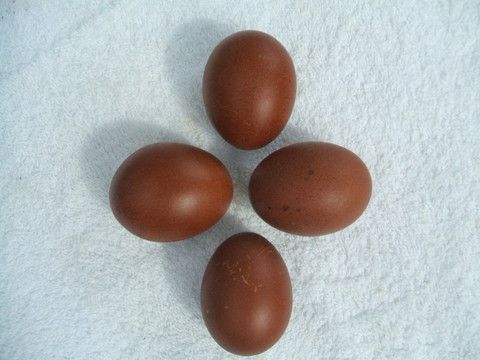 11818_septembereggs014.jpg