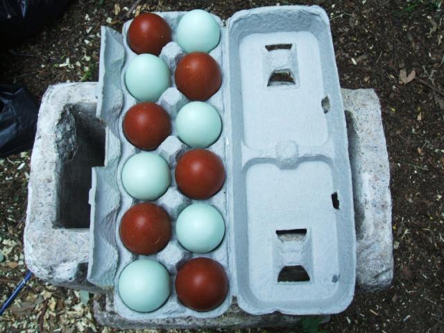 11818_this_weeks_eggs_march_15_010.jpg