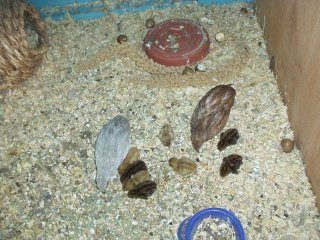 11821_bq_babies.jpg