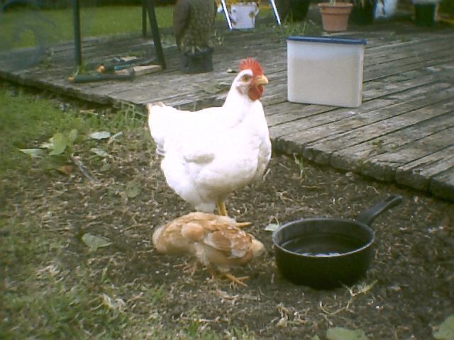 11835_chickens3j.jpg