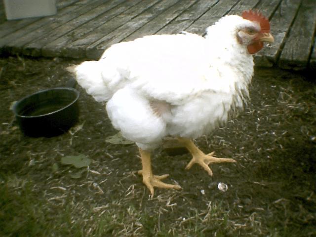 11835_chickens5j.jpg