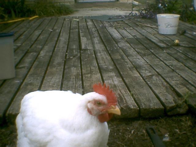 11835_chickens6j.jpg