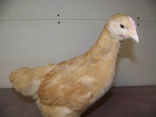 11884_100_0501.jpg