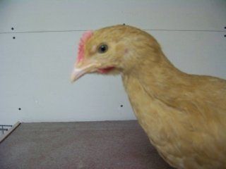 11884_100_0505.jpg