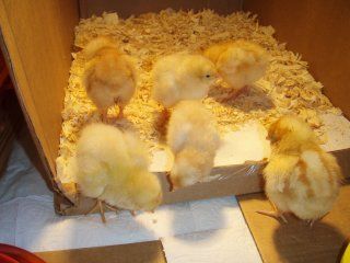 11886_just_in_the_brooder_6-25-08.jpg